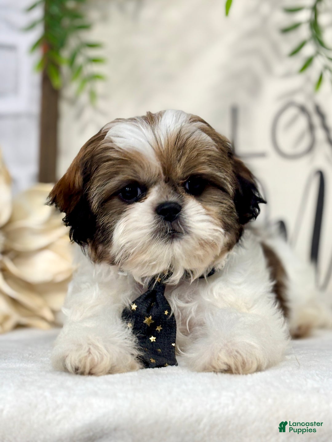 Shih Tzu dogs for sale: Billy - Ad 4