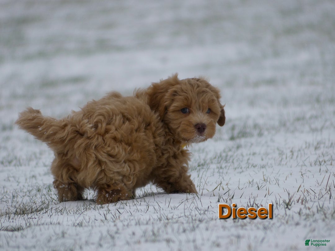 Maltipoo dogs for sale: Diesel  - Ad 2
