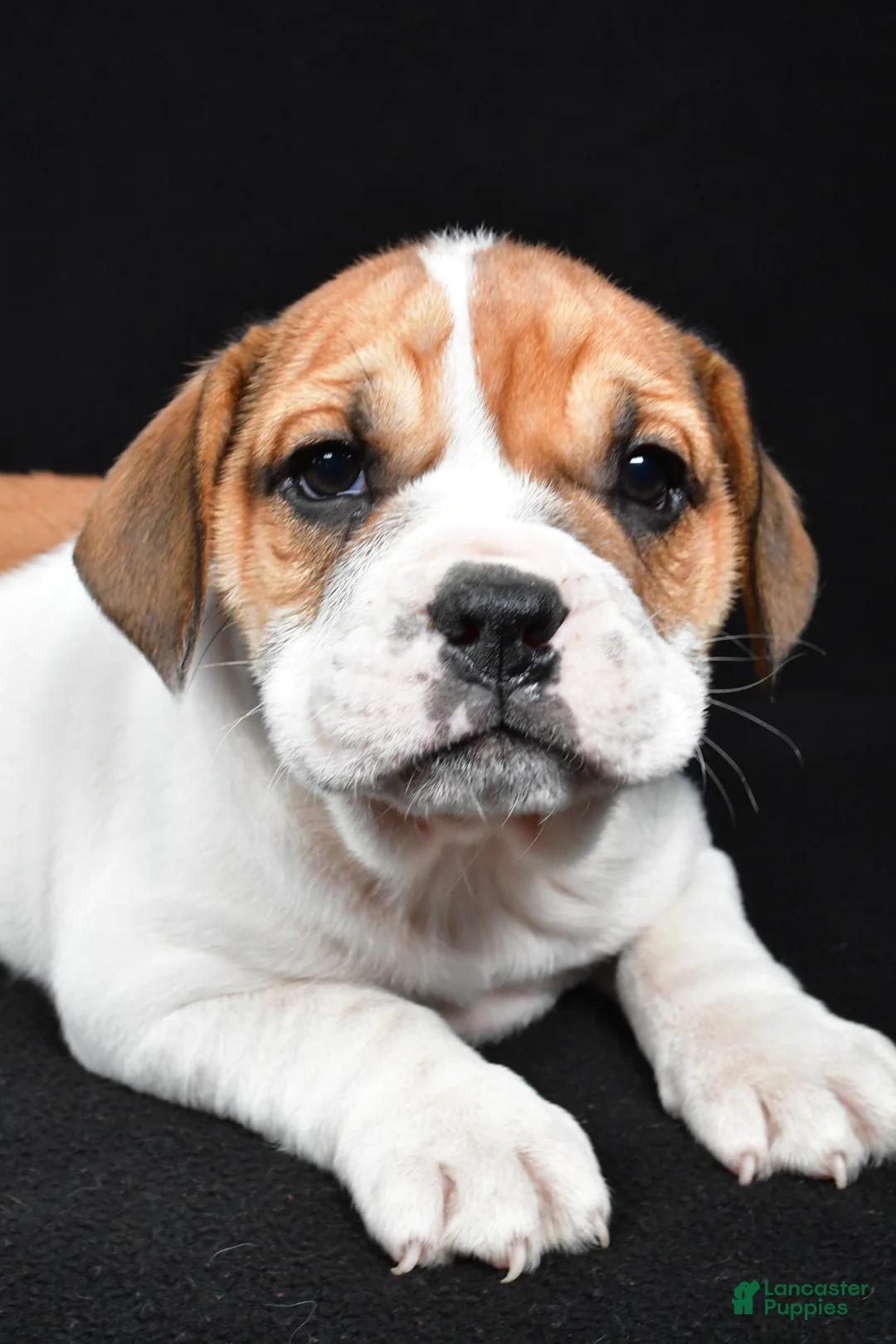 Beabull dogs for sale: Piper - Ad 10