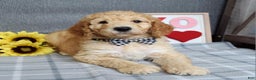 Standard Poodle dogs for sale: Chester  - Ad 3