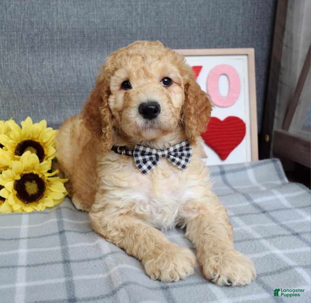 Standard Poodle dogs for sale: Chester  - Ad 3