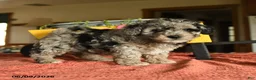 Miniature Poodle dogs for sale: Cecil - Ad 3