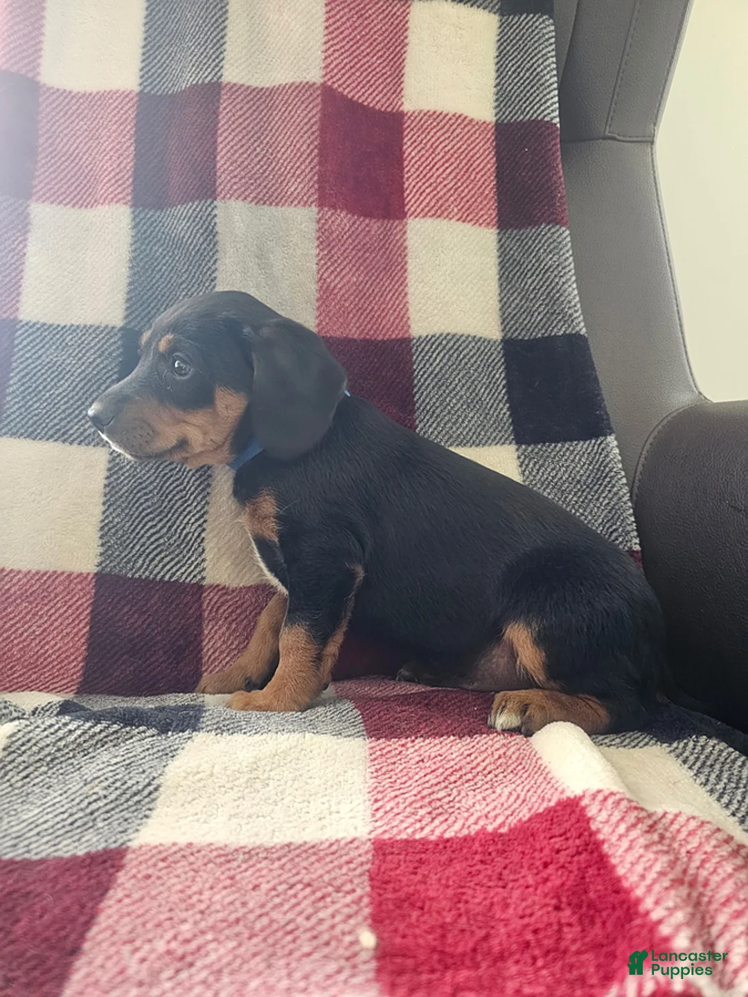Mixed Breed dogs for sale: Jasper - Ad 2