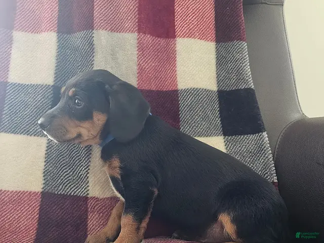 Mixed Breed dogs for sale: Jasper - Ad 2