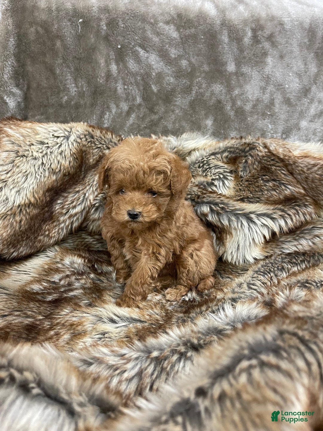 Toy Poodle dogs for sale: Toy Poodle Puppy 1 - Ad 6