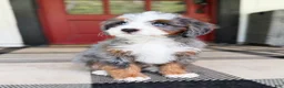 Mini Bernedoodle dogs for sale: Jessie - Ad 4