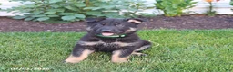 German Shepherd dogs for sale: Sebastian  - Ad 5