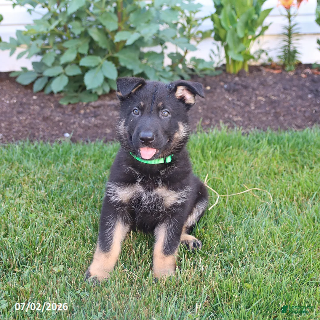German Shepherd dogs for sale: Sebastian  - Ad 5