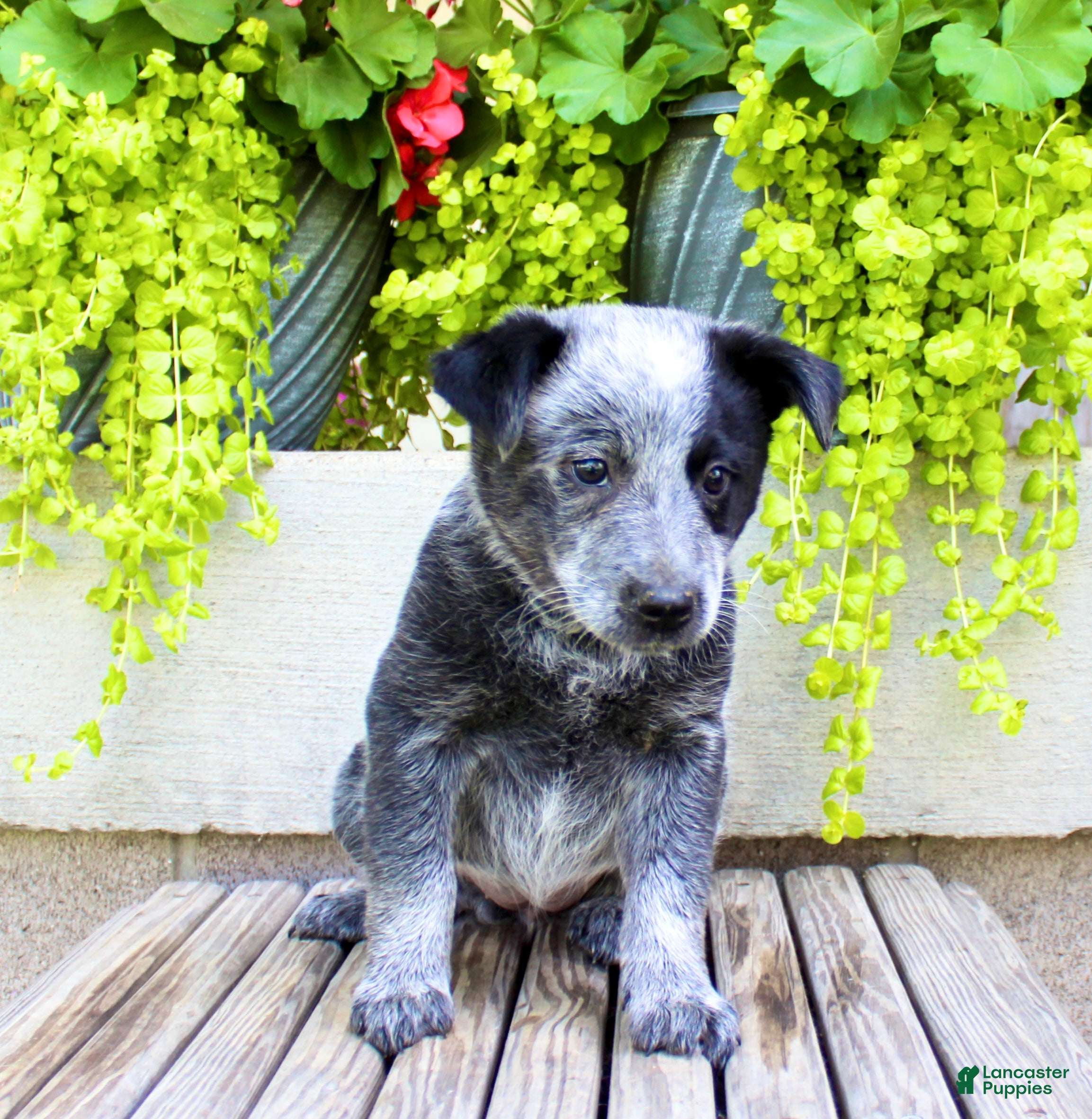 Australian Cattle Dog dogs Sally - Ad 1