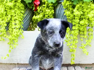 Australian Cattle Dog dogs for sale: Sally - Ad 4