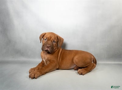 Dogue De Bordeaux dogs Beasley - Ad 14