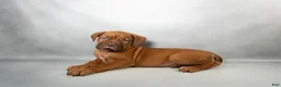 Dogue De Bordeaux dogs for sale: Beasley - Ad 1