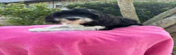 Mixed Breed dogs for sale: Designer Doodle - Ad 4