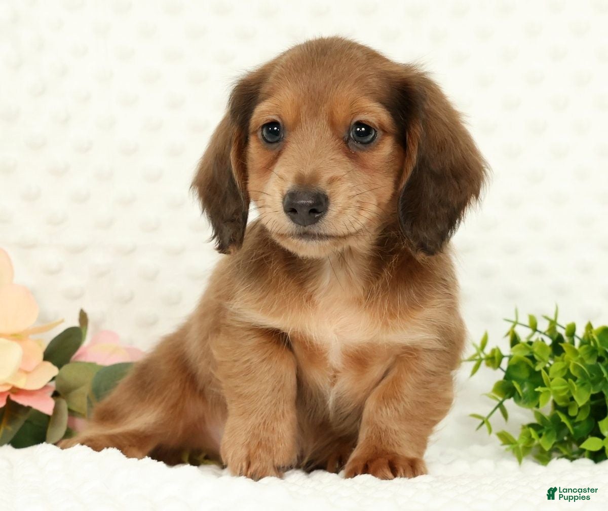 Miniature Dachshund dogs for sale: Scott - Ad 1