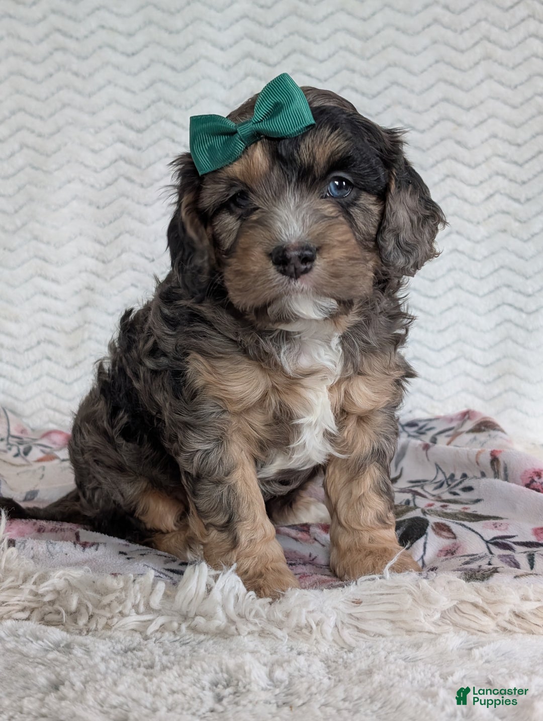 Cavapoo dogs for sale: Charlie  - Ad 1