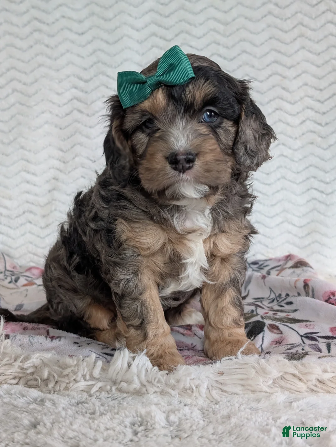 Cavapoo dogs for sale: Charlie  - Ad 1