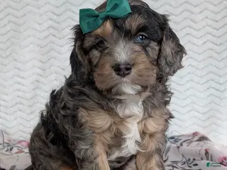 Cavapoo dogs Charlie - Ad 35