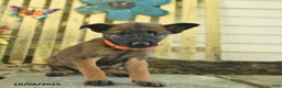 Belgian Malinois dogs for sale: Polly  - Ad 13