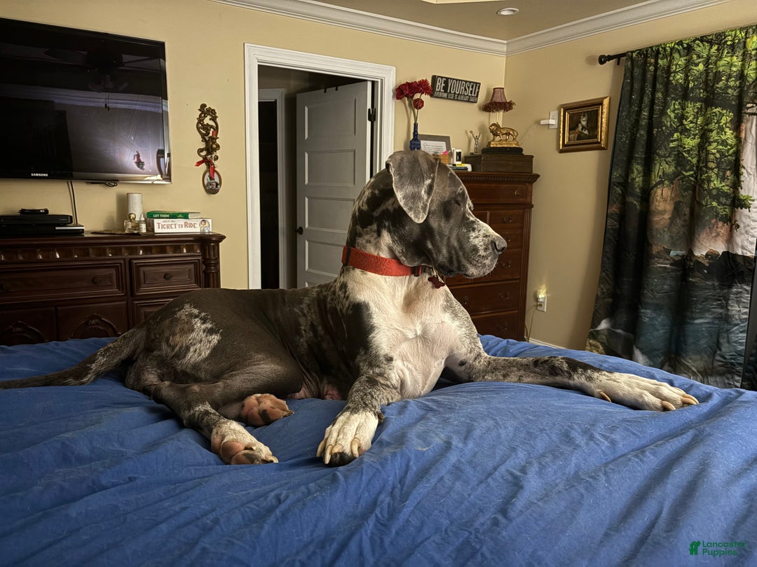 Great Dane dogs for sale: Female 2 - Ad 3