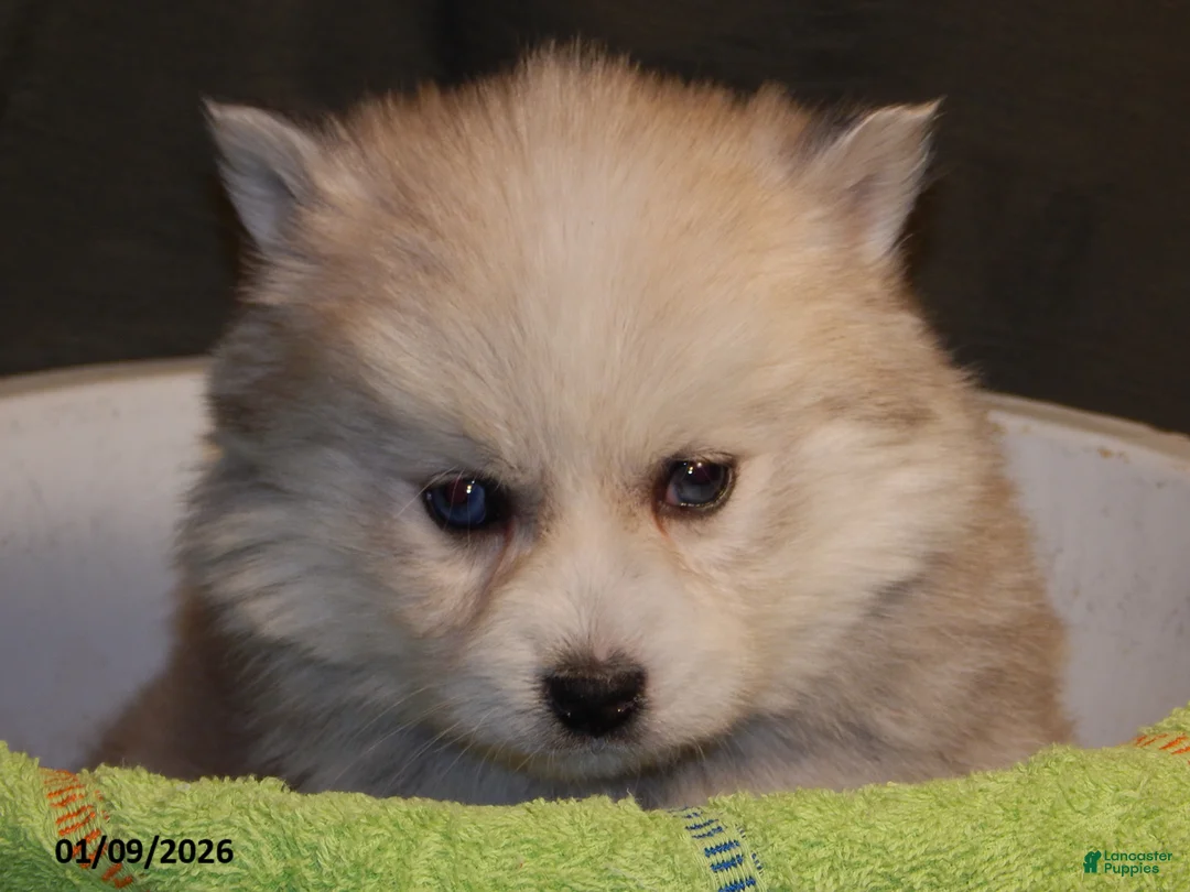 Pomsky dogs for sale: Milo - Ad 3