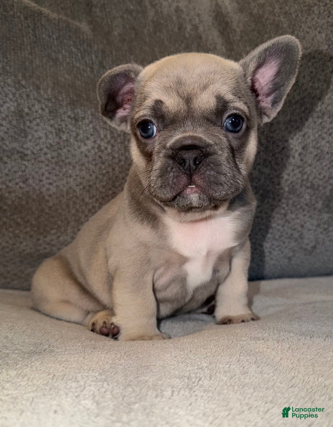 French Bulldog dogs for sale: Maybelle - Ad 4