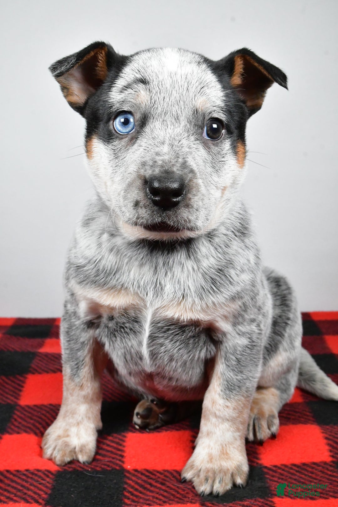 Australian Cattle Dog dogs for sale: Piper - Ad 2