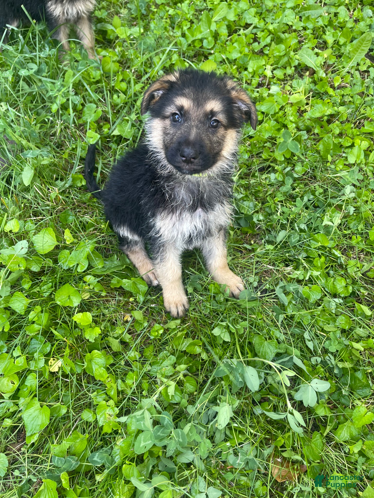 German Shepherd dogs Frick - Ad 26