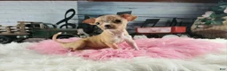 Chihuahua dogs for sale: Vanillas fawn white girl. Hand Delivery  - Ad 6
