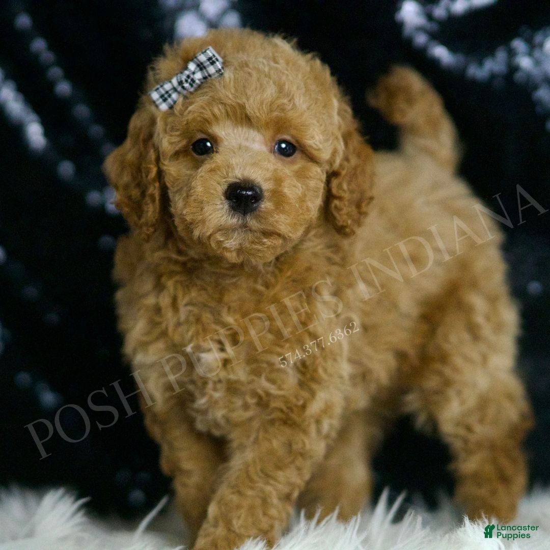Mini Goldendoodle dogs for sale: Melon F1BB  - Ad 3