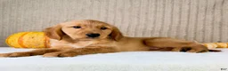 Golden Retriever dogs for sale: Rocco - Ad 4