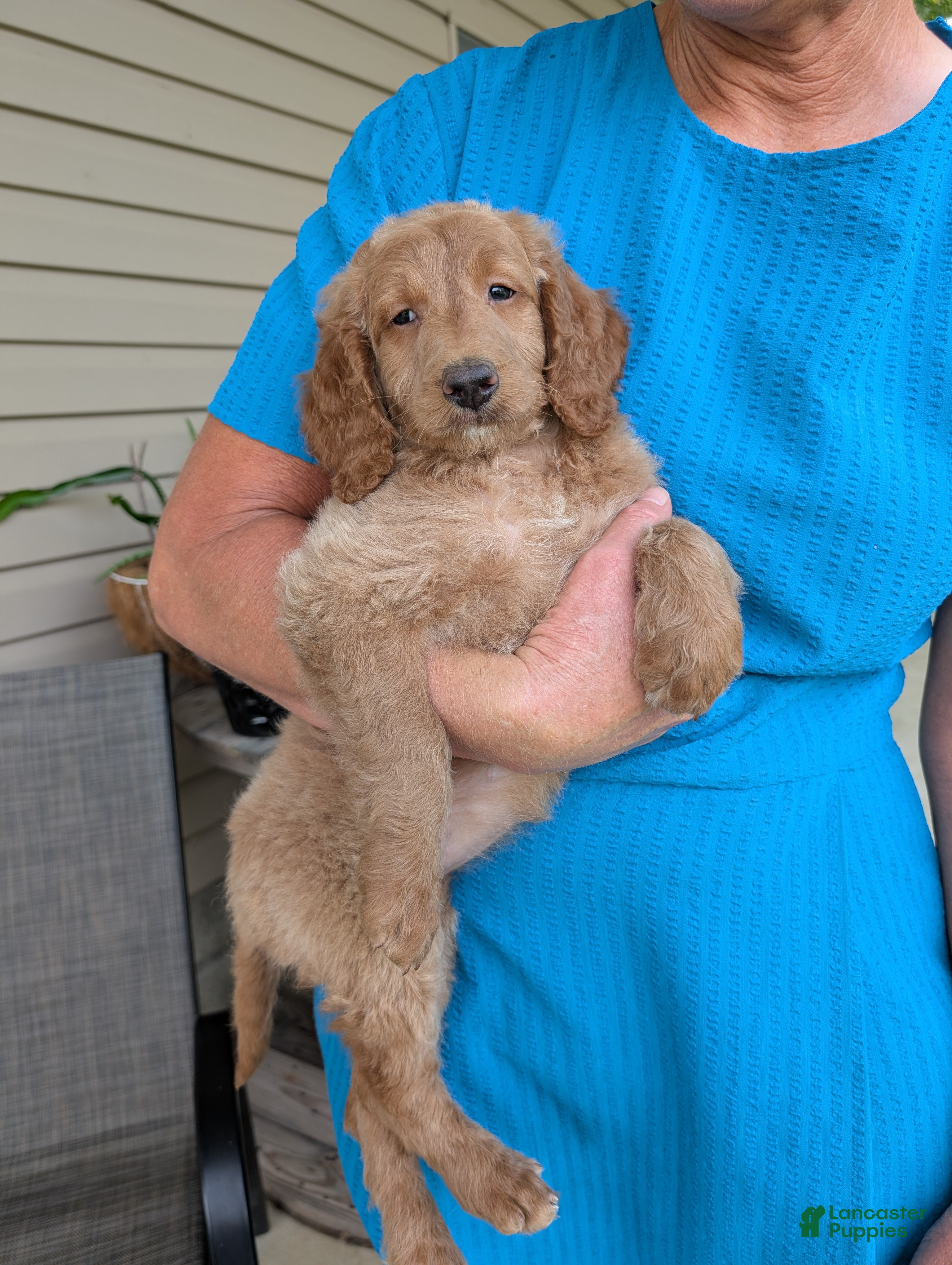 Goldendoodle dogs Lou - Ad 1
