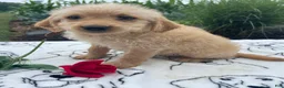Labradoodle dogs for sale: Prince - Ad 2