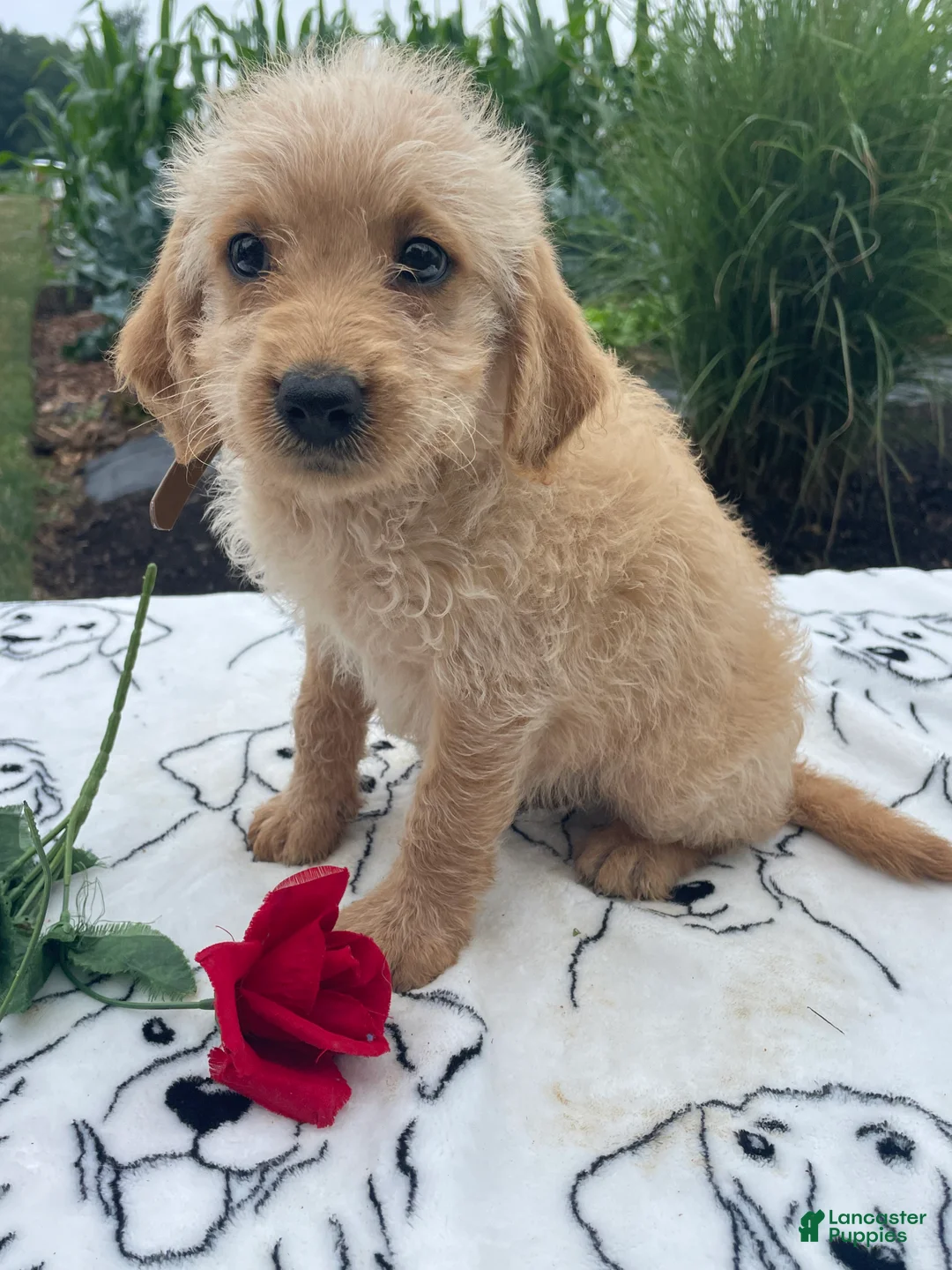 Labradoodle dogs for sale: Prince - Ad 2