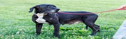 Great Dane dogs for sale: Chester - Ad 11