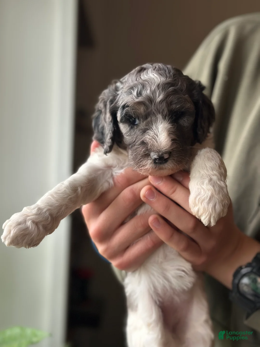 Standard Poodle dogs for sale: Birdie, Standard Poodle Puppy 9 - Ad 1