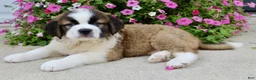 Saint Bernard dogs for sale: Bella - Ad 6