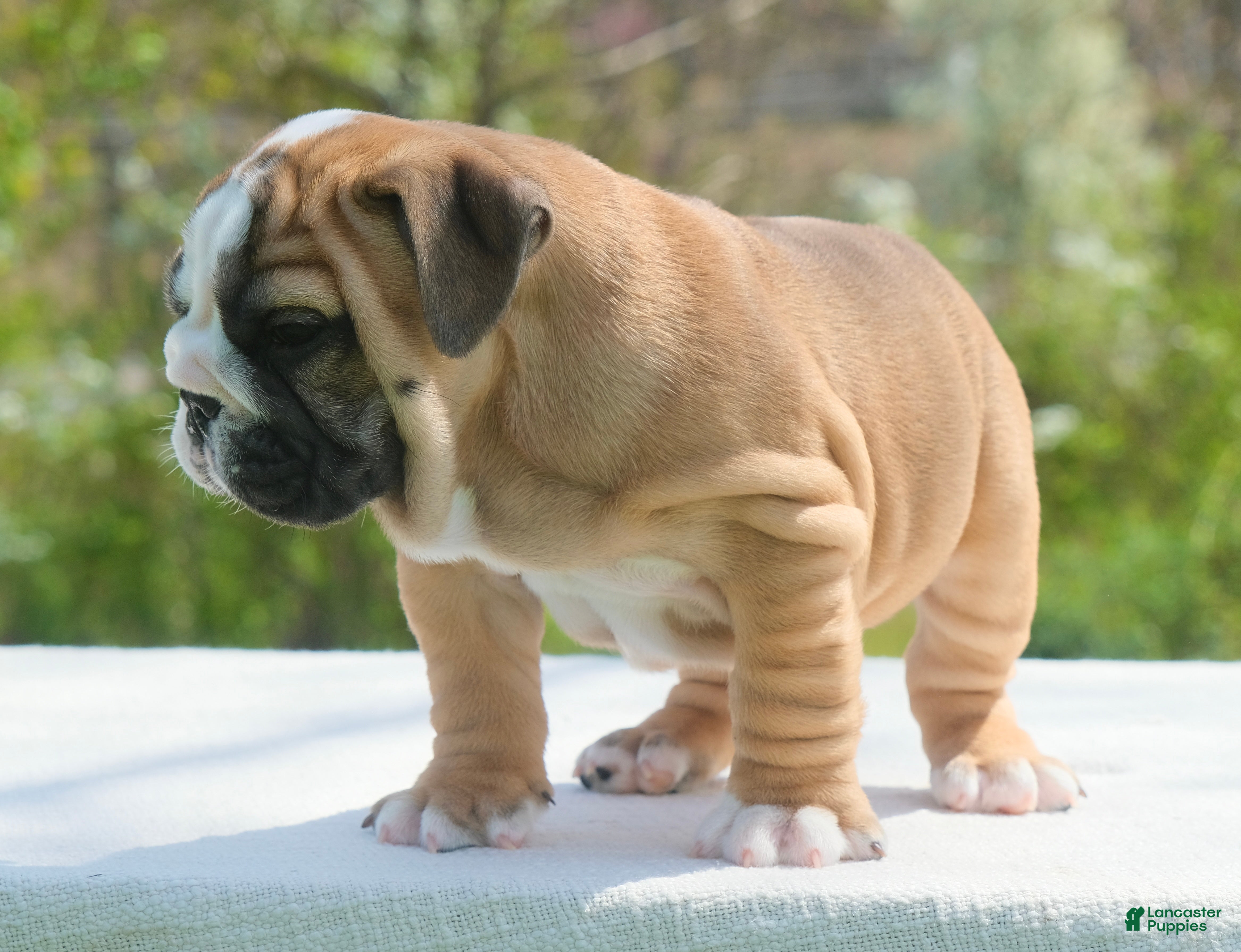 English Bulldog dogs Max - Ad 2