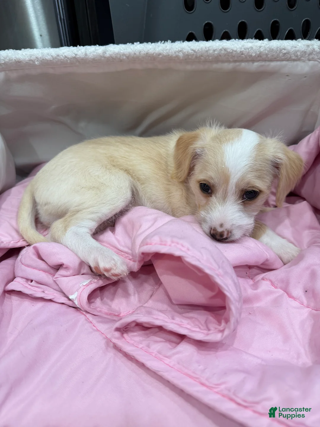 Mixed Breed dogs for sale: Mixed Breed Puppy 1 - Ad 2