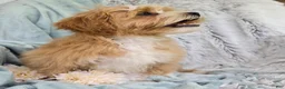 Shihpoo dogs for sale: Hudson - Ad 5