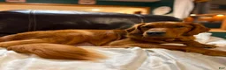 Goldendoodle dogs for sale: Goldendoodle 3 - Ad 2