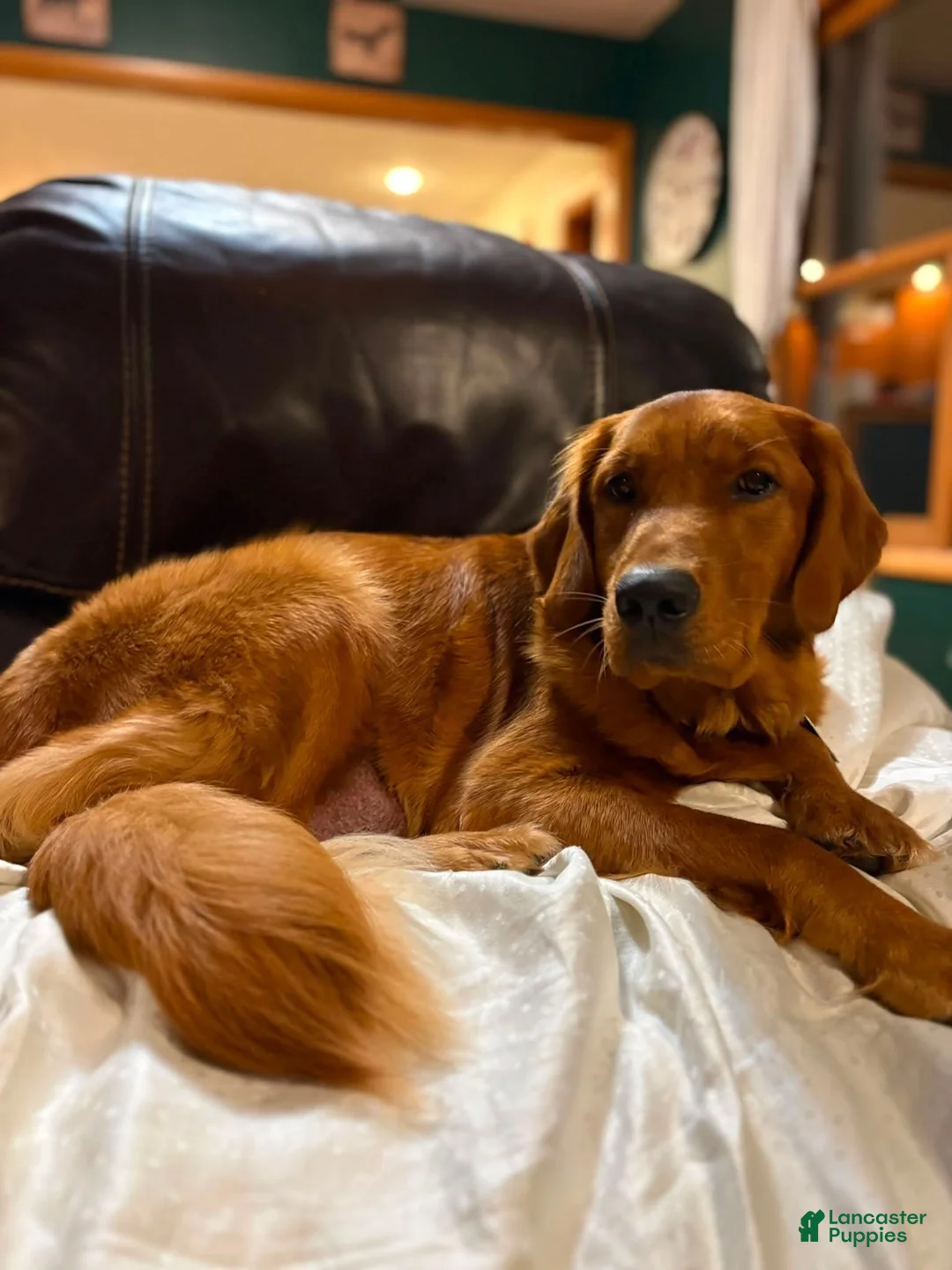 Goldendoodle dogs for sale: Goldendoodle 3 - Ad 2