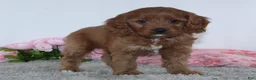 Cockapoo dogs for sale: Kaila - Ad 3