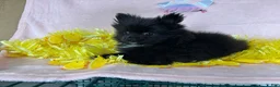 Pomeranian dogs for sale: Black Mail - Ad 3