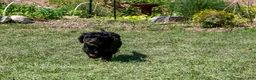 Bernedoodle dogs for sale: Denali - Ready Now! - Ad 34