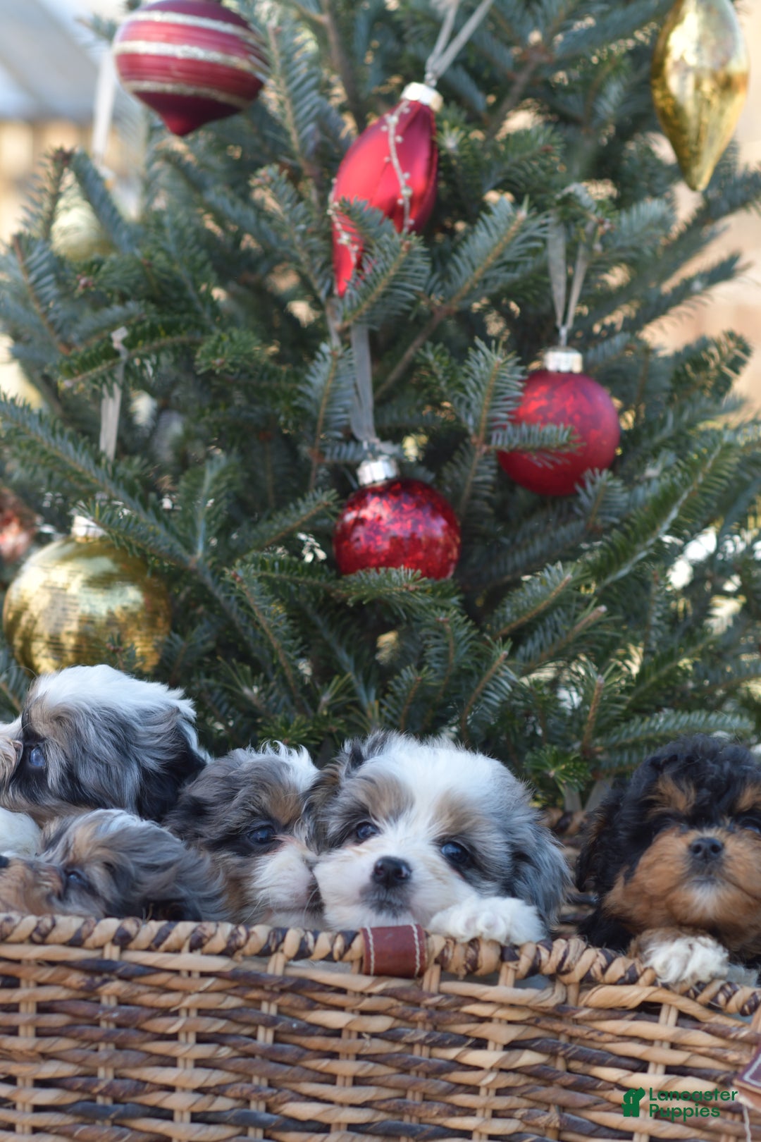 Mini Aussiedoodle dogs for sale: Bear - Ad 26