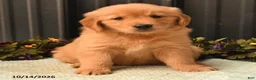 Golden Retriever dogs for sale: Brian - Ad 2