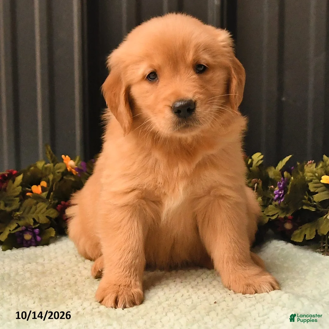 Golden Retriever dogs for sale: Brian - Ad 2
