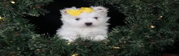 Maltese dogs for sale: ALEX - Ad 19