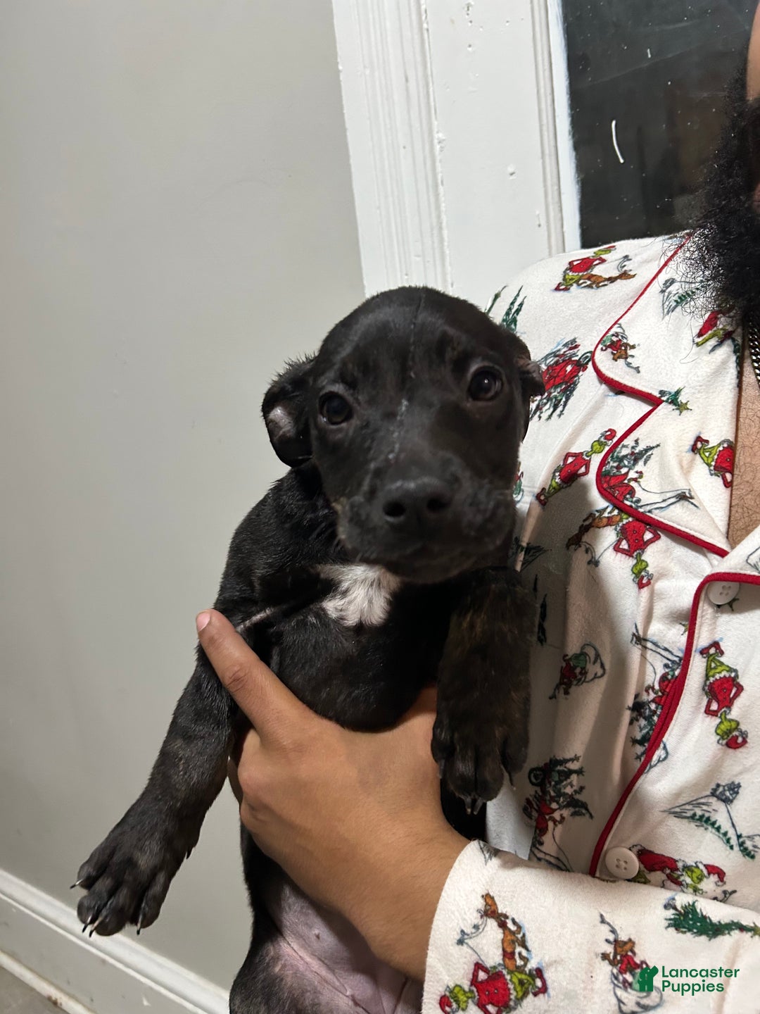 Mixed Breed dogs for sale: Mixed Breed Puppy 3 - Ad 1