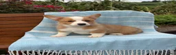 Welsh Corgi Pembroke dogs for sale: Jojo - Ad 5